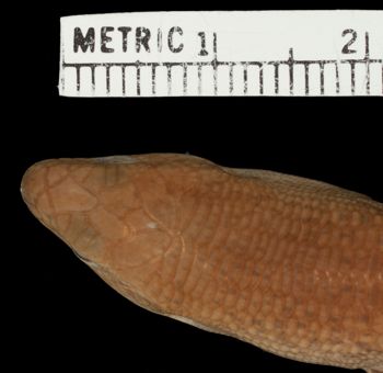 Media type: image;   Herpetology R-100548